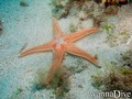 foto de buceo