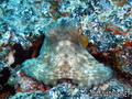 foto de buceo