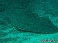 foto de buceo