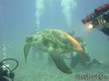 foto de buceo