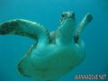foto de buceo