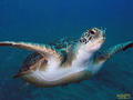 foto de buceo