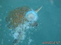 foto de buceo
