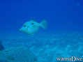 foto de buceo