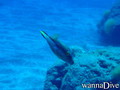 foto de buceo