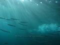 foto de buceo