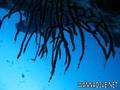 foto de buceo