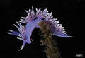 foto de buceo