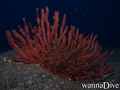 foto de buceo