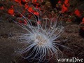 foto de buceo