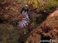 foto de buceo
