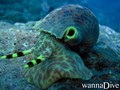 foto de buceo