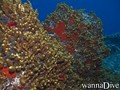 foto de buceo