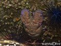 foto de buceo