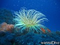 foto de buceo
