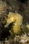 foto de buceo
