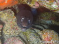 foto de buceo