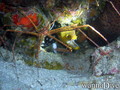 foto de buceo