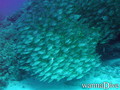 foto de buceo