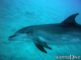 foto de buceo