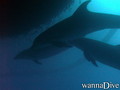 foto de buceo