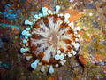 foto de buceo