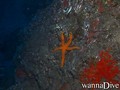 foto de buceo