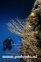 foto de buceo