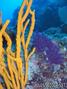 foto de buceo