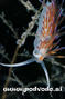 foto de buceo