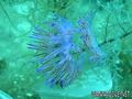 foto de buceo