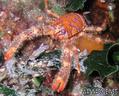 foto de buceo