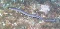 foto de buceo