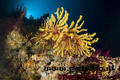 foto de buceo