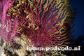 foto de buceo