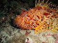 foto de buceo