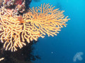 foto de buceo