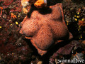 foto de buceo