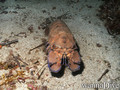foto de buceo