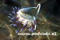 foto de buceo