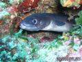 foto de buceo
