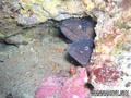 foto de buceo