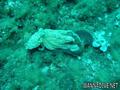 foto de buceo