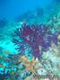 foto de buceo