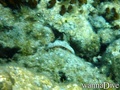 foto de buceo