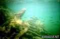 foto de buceo