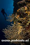foto de buceo