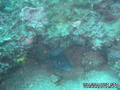 foto de buceo