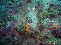 foto de buceo