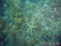 foto de buceo